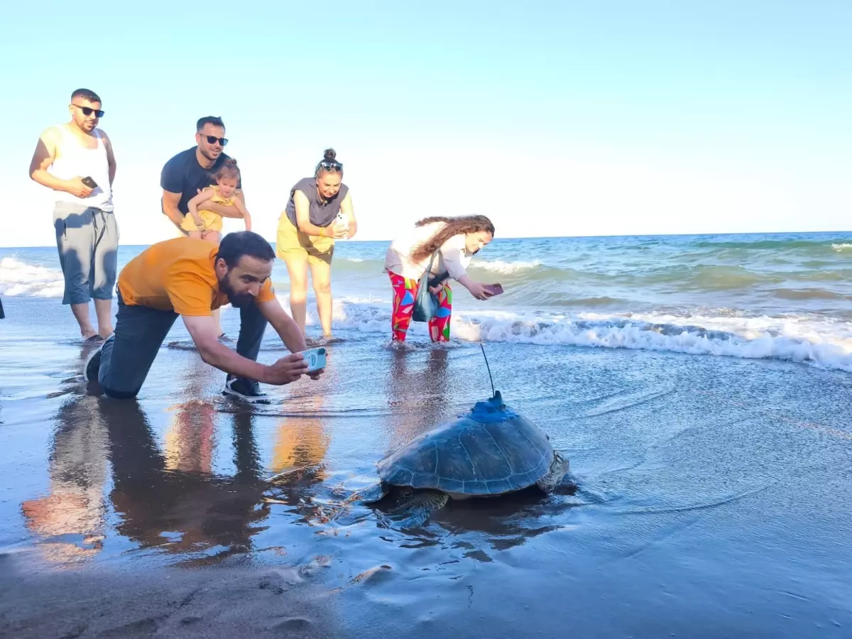 Mersin\'de \'Soli\' adlı deniz kaplumbağası uydu ile izlenmek üzere denize bırakıldı