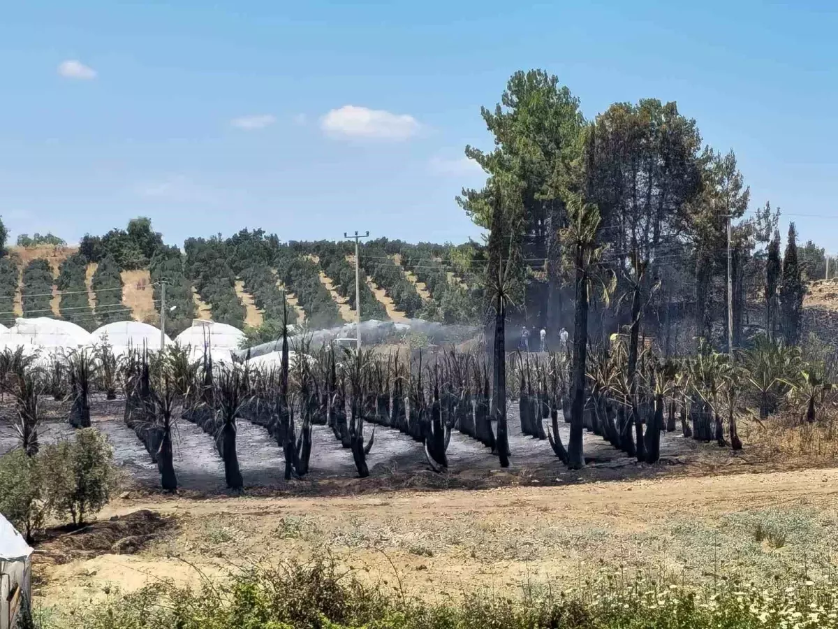 Aksu\'da Kırsal Yangın: Zeytin ve Palmiye Ağaçları Zarar Gördü