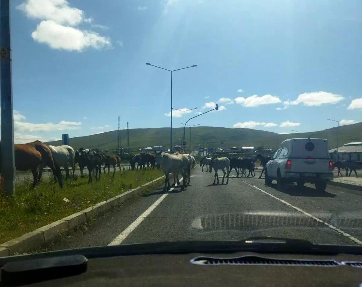 Ardahan\'da Başıboş Atlar Trafiği Tehdit Ediyor