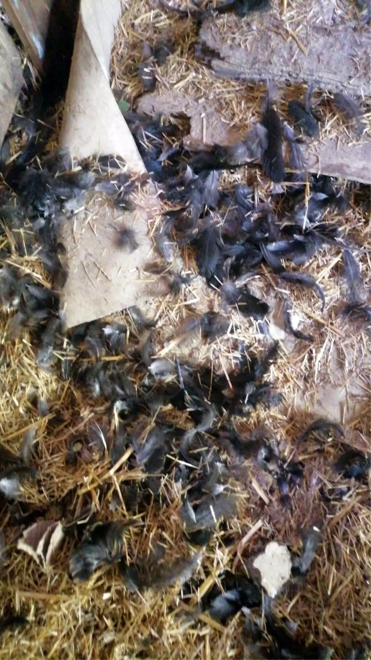 İnebolu\'da Başıboş Köpekler Tavukları Telef Etti