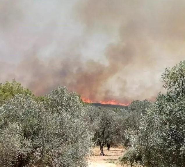 Çeşme'de zamanla yarış! Alevler evlere ulaştı