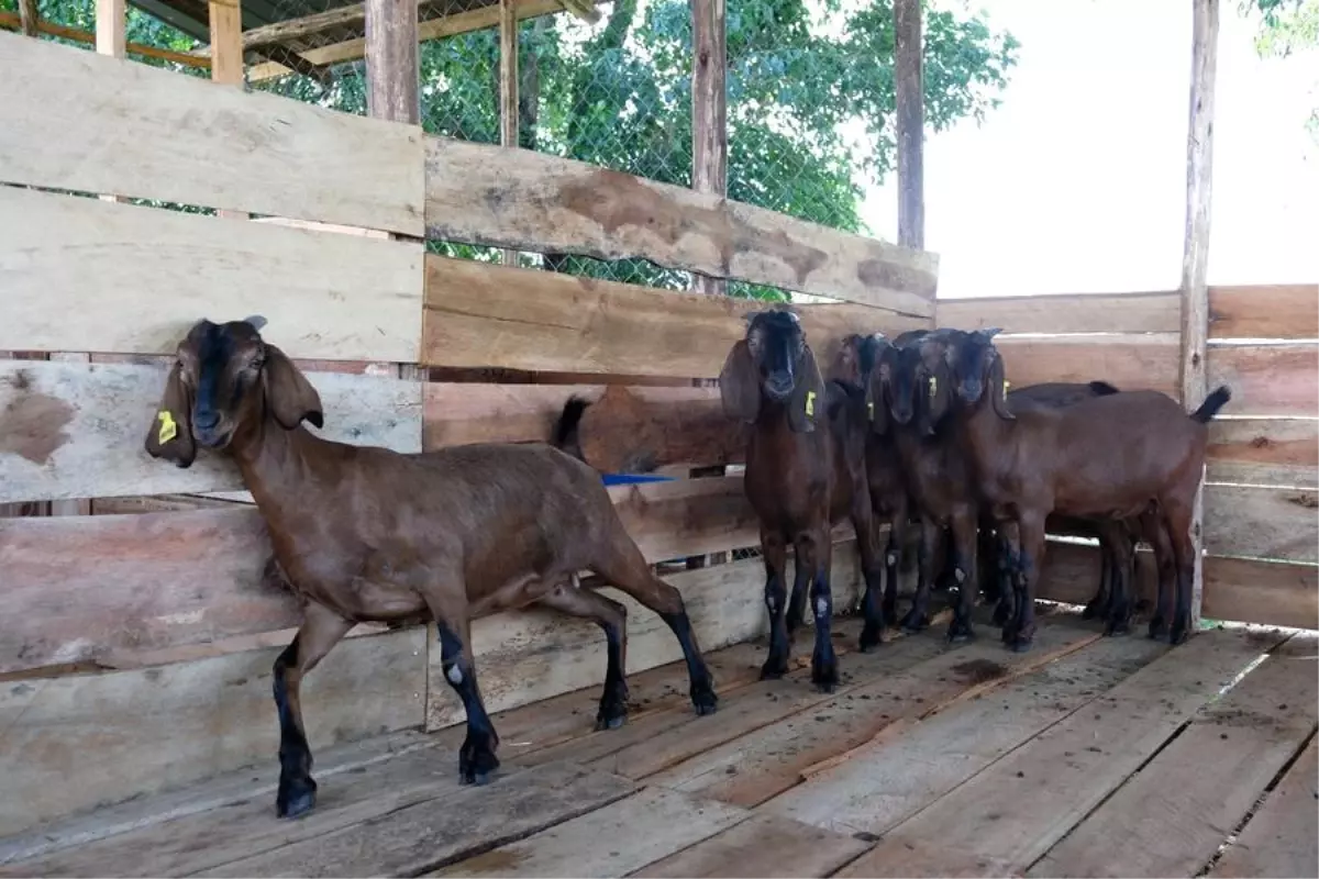 Uganda\'ya Çin\'den Büyük Kulaklı Keçi İthalatı