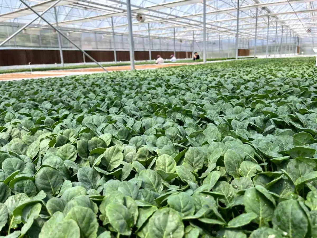 Eskişehir\'de 10 Milyon Fide Yetiştiriliyor