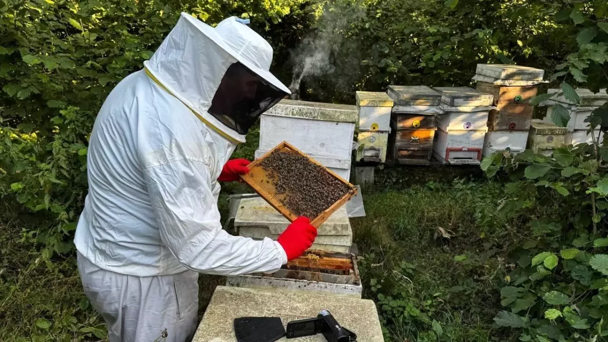 Zonguldak\'ta Bal Üretiminde Rekor Beklentisi
