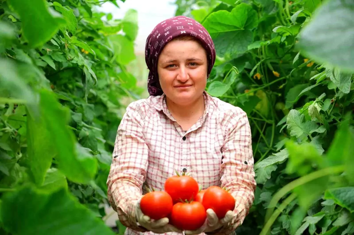 Kahramanmaraş\'ta Dört Mevsim Yerli Domates Üretimi