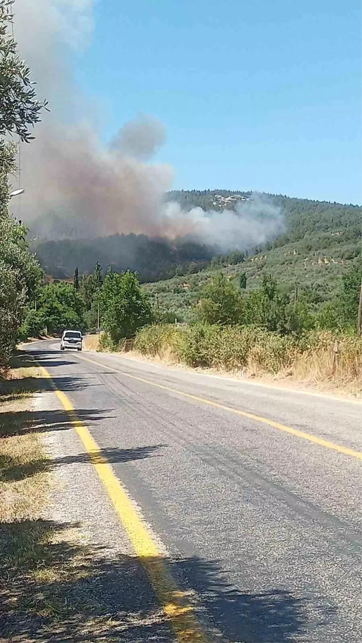 Menteşe\'de Orman Yangını