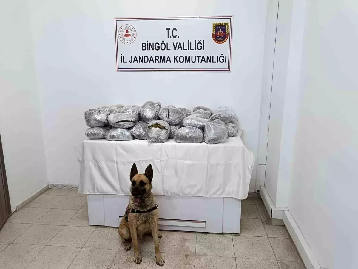 Bingöl\'de 49 Kilo Esrar Ele Geçirildi