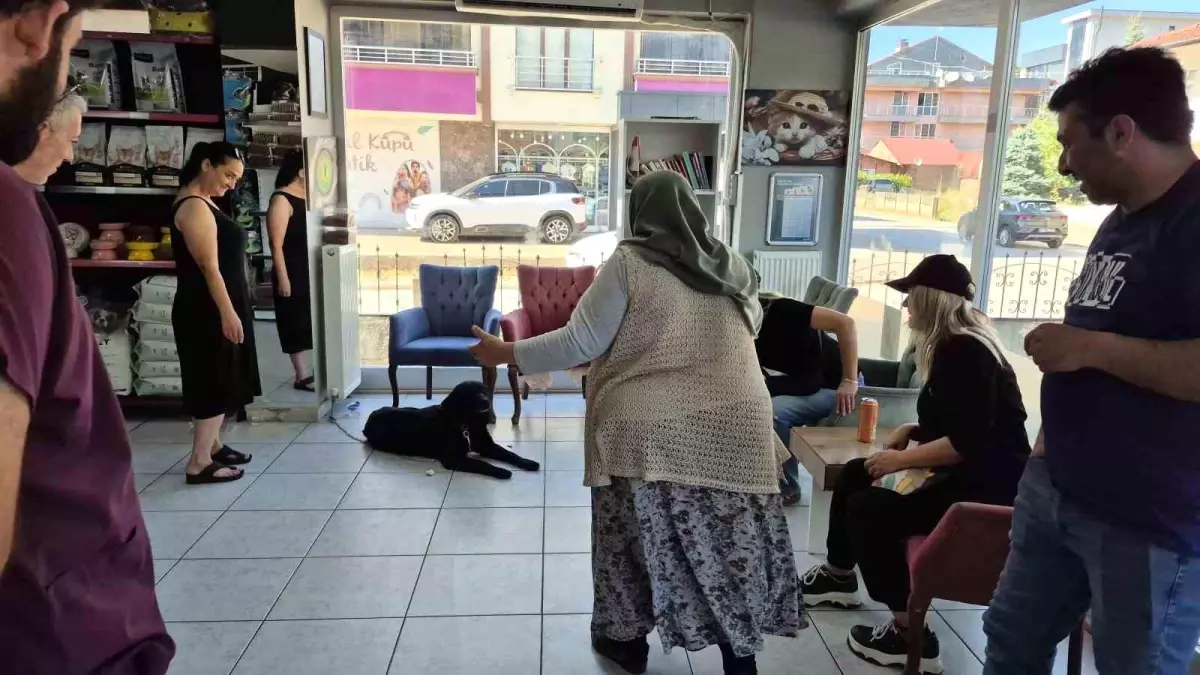 Kaybolan Pufi Köpek Bir Yıl Sonra Sahibine Kavuştu