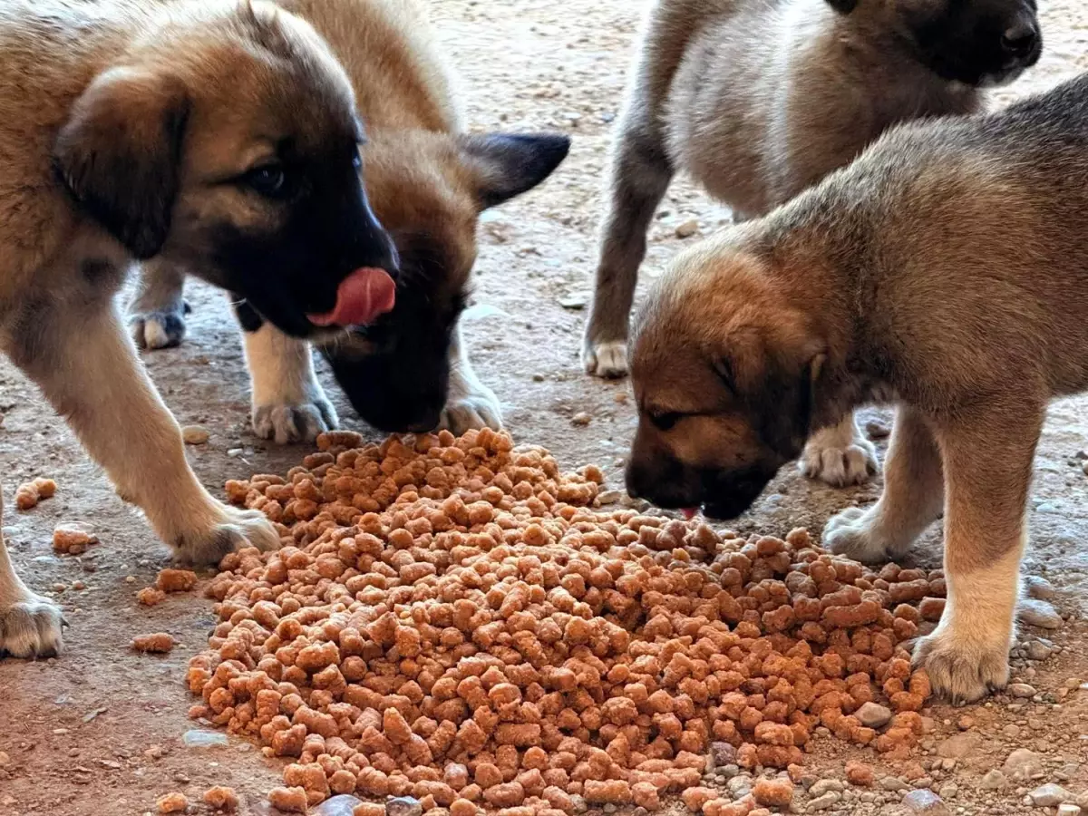 Bilecik\'te Yangın Mağdurlarına Yardım Kolileri Gönderiliyor