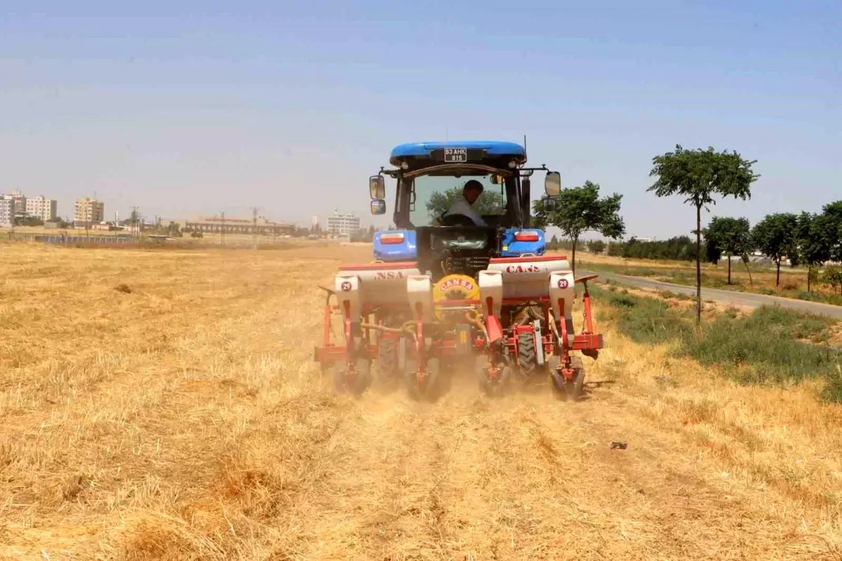 Şanlıurfa\'da Sürdürülebilir Tarım Uygulaması: Anıza Mısır Ekimi