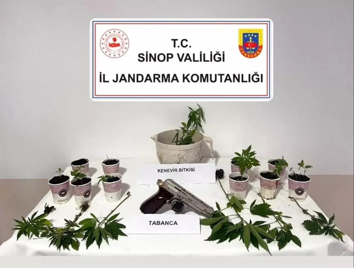 Sinop\'ta Kenevir Operasyonu: 4 Gözaltı