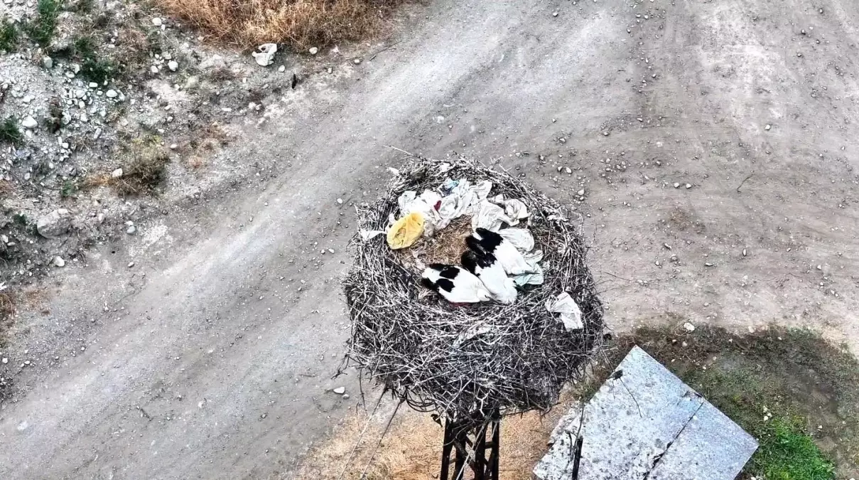 Boyabat\'ta Leylek Ailesi Drone ile Görüntülendi
