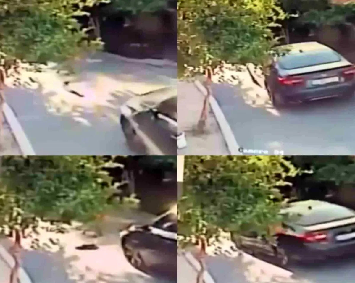 Mersin\'de Köpek, Aracın Altında Kaldı