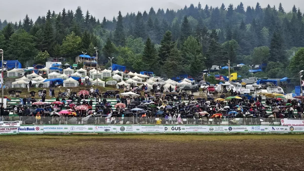 Arhavin\'de Boğa Güreşi Heyecanı