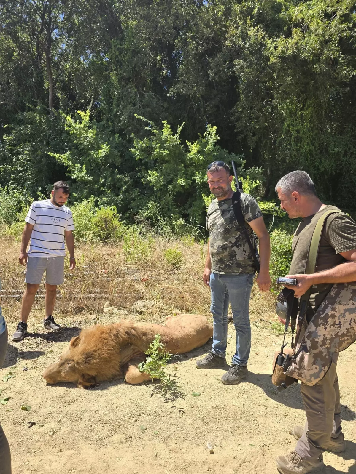 Manavgat\'ta hayvan parkından kaçan aslan öldürüldü