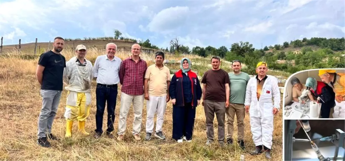 Yığılca Arısı İçin Genetik Koruma Projesi