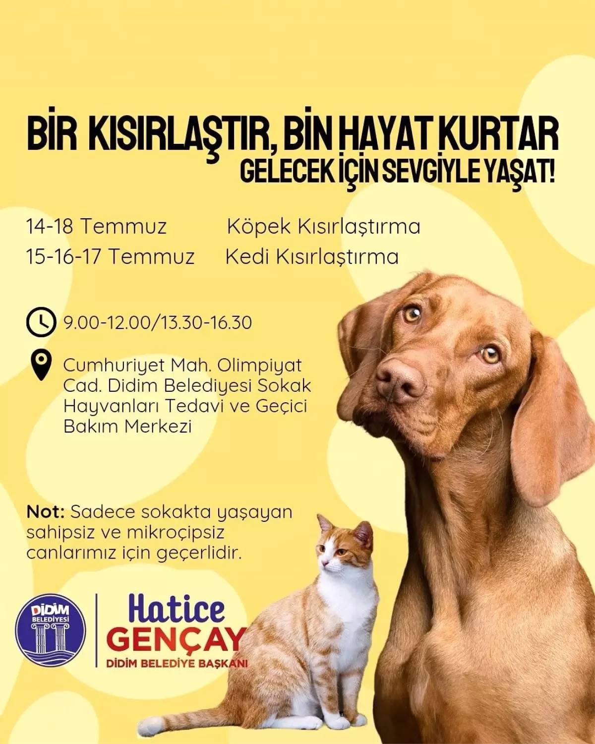 Didim Belediyesi\'nden Ücretsiz Kısırlaştırma Hizmeti