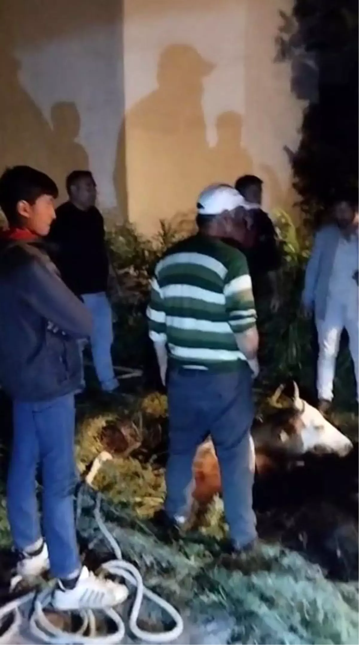 Kars\'ta Foseptik Çukuruna Düşen Büyükbaş Hayvan Kurtarıldı