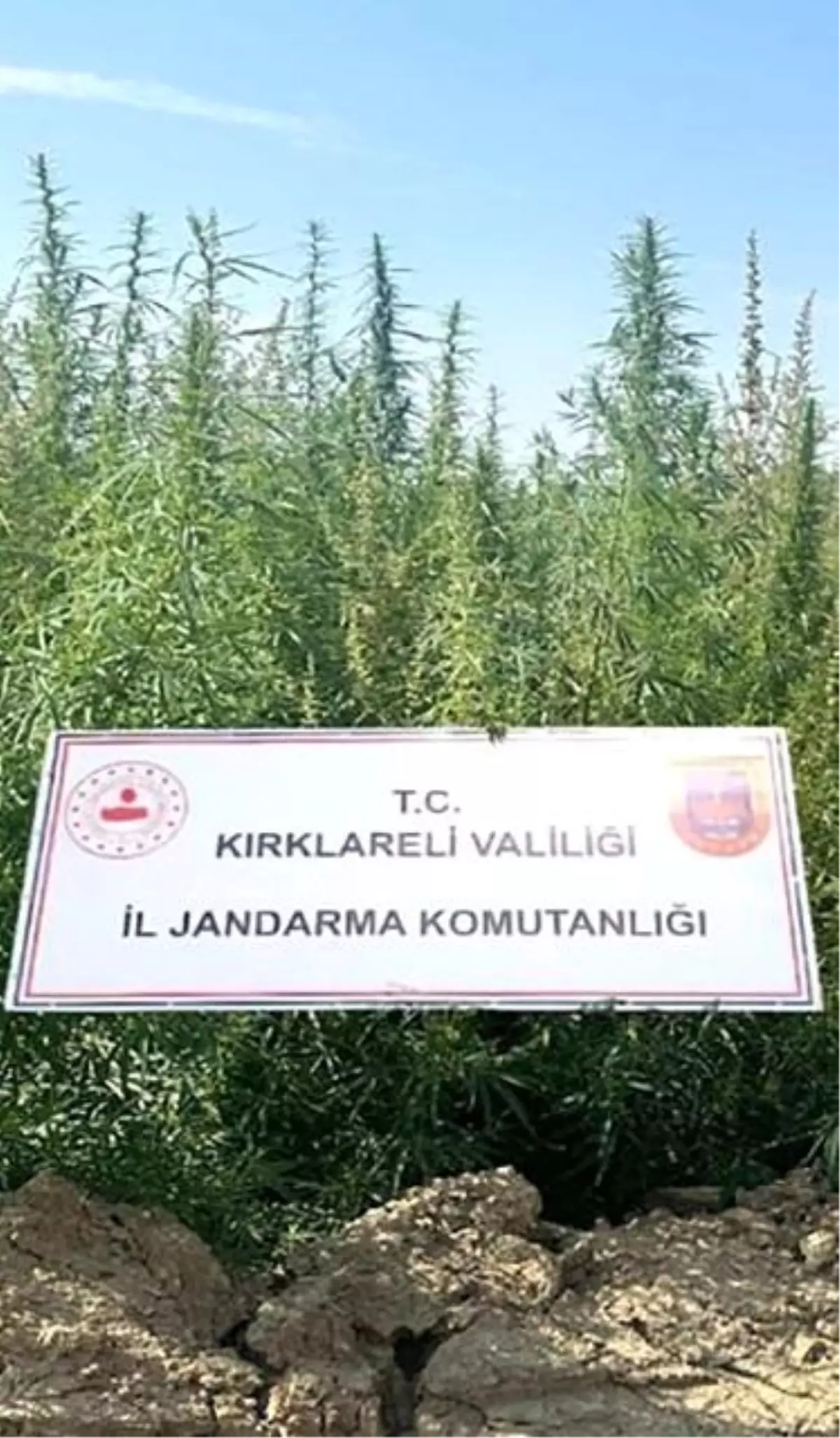 Kırklareli\'nde 102 Bin Kök Kenevir Ele Geçirildi