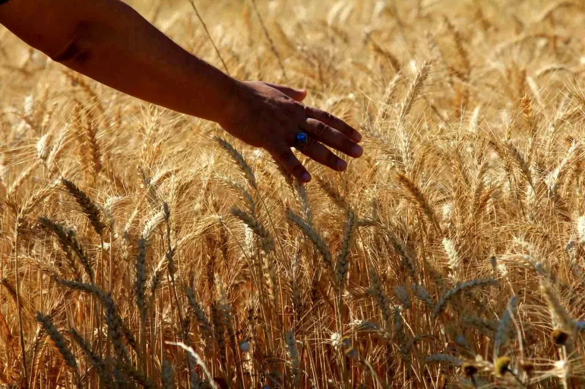 Makarnalık Buğday Fiyatı 390 Lira Arttı