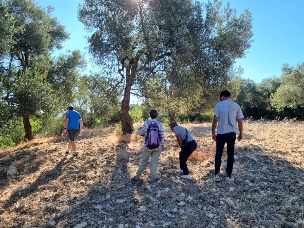 Zeytin Taşıma Yolları Araştırılıyor