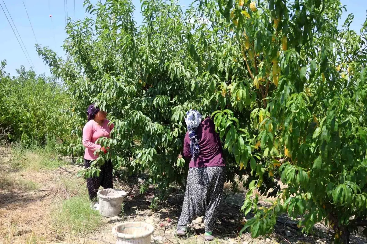 Adana\'da Şeftali Hasadı Başladı
