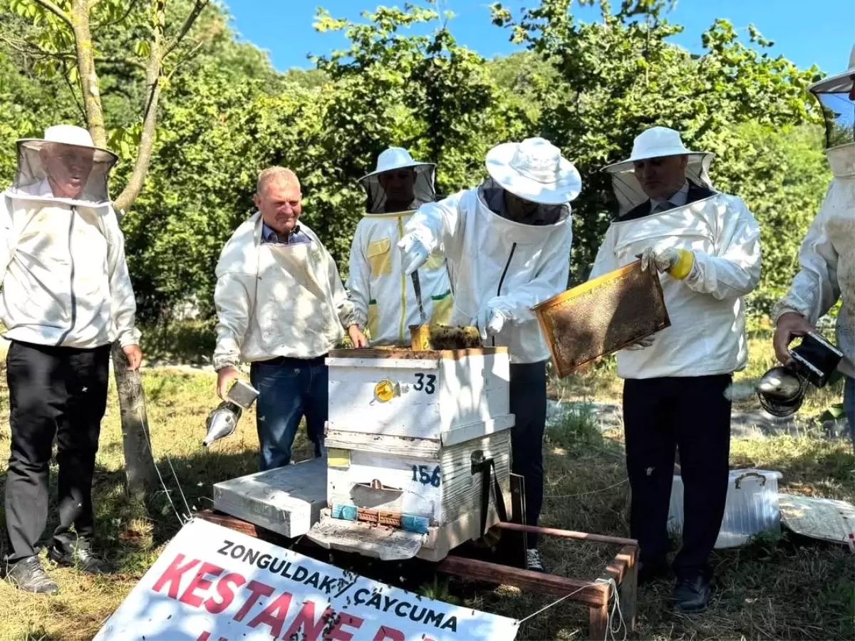 Çaycuma\'da Kestane Balı Hasadı Yapıldı