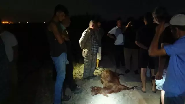 Dereden su içen 65 küçükbaş hayvan 5 dakika içinde öldü
