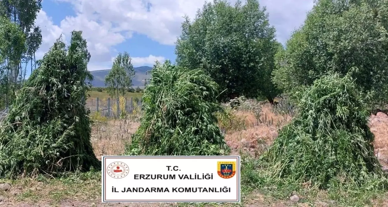 Pasinler\'de 625 Bin Kök Kenevir Ele Geçirildi