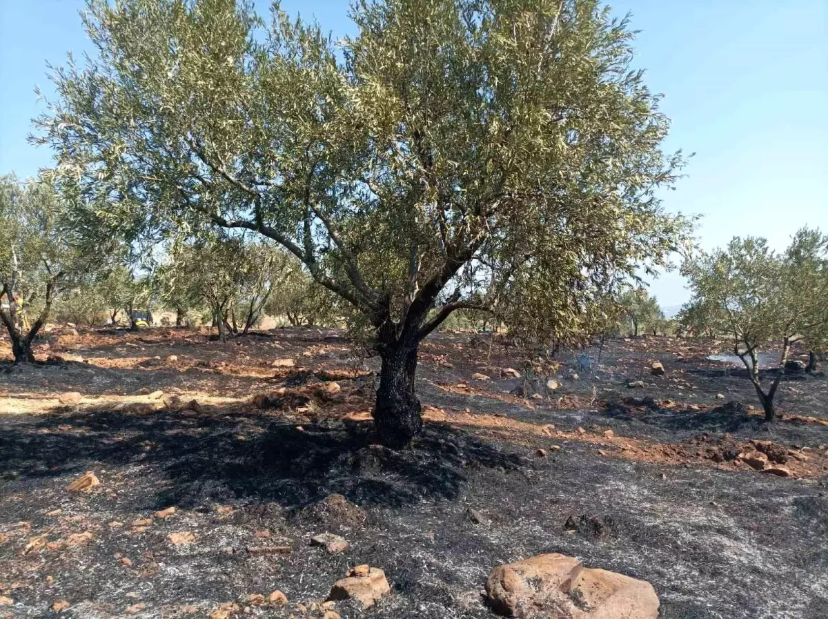 Karacasu\'da Tarım Arazisinde Yangın: Başkan Büyükyapıcı Uyardı