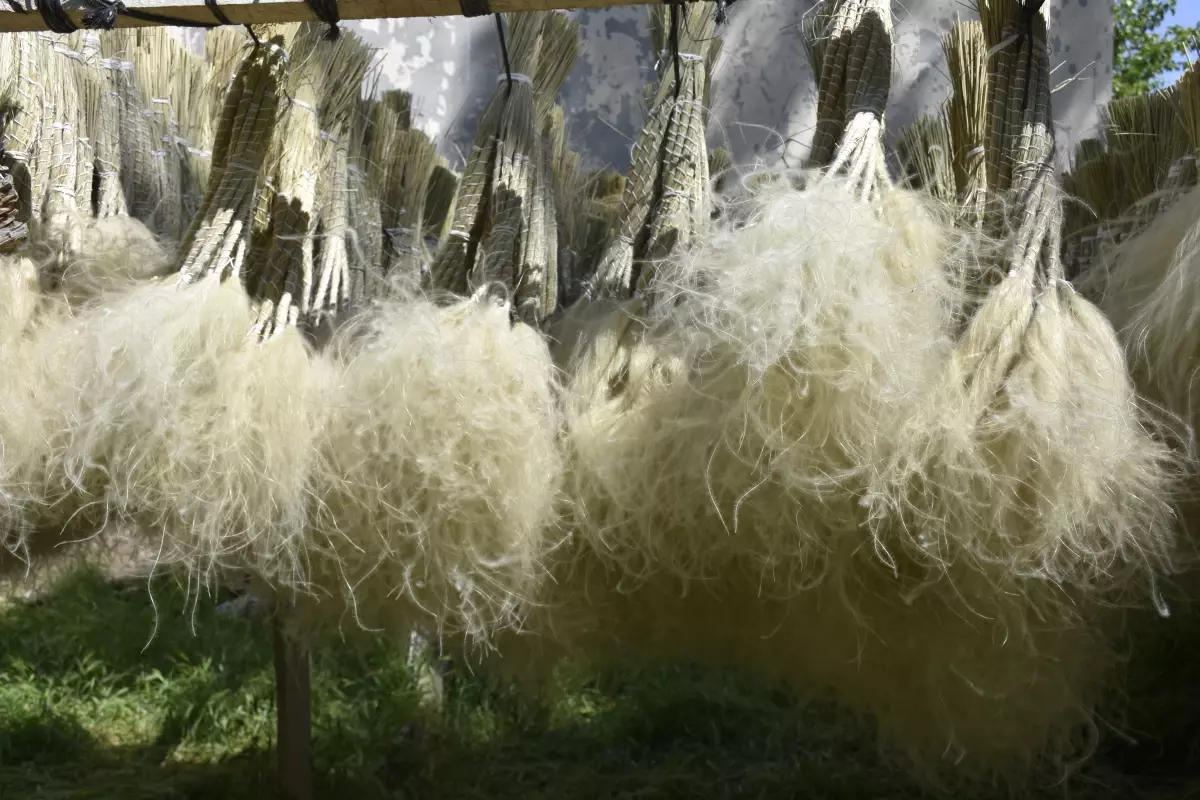 Sivas\'ta Pamapas Bitkisi Ticareti