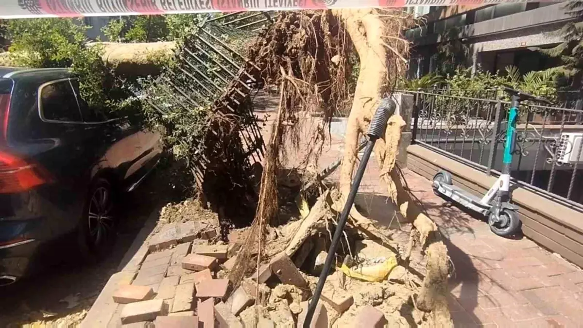 Şişli\'de Kaldırımda Devrilen Ağaç Araçlara Zarar Verdi