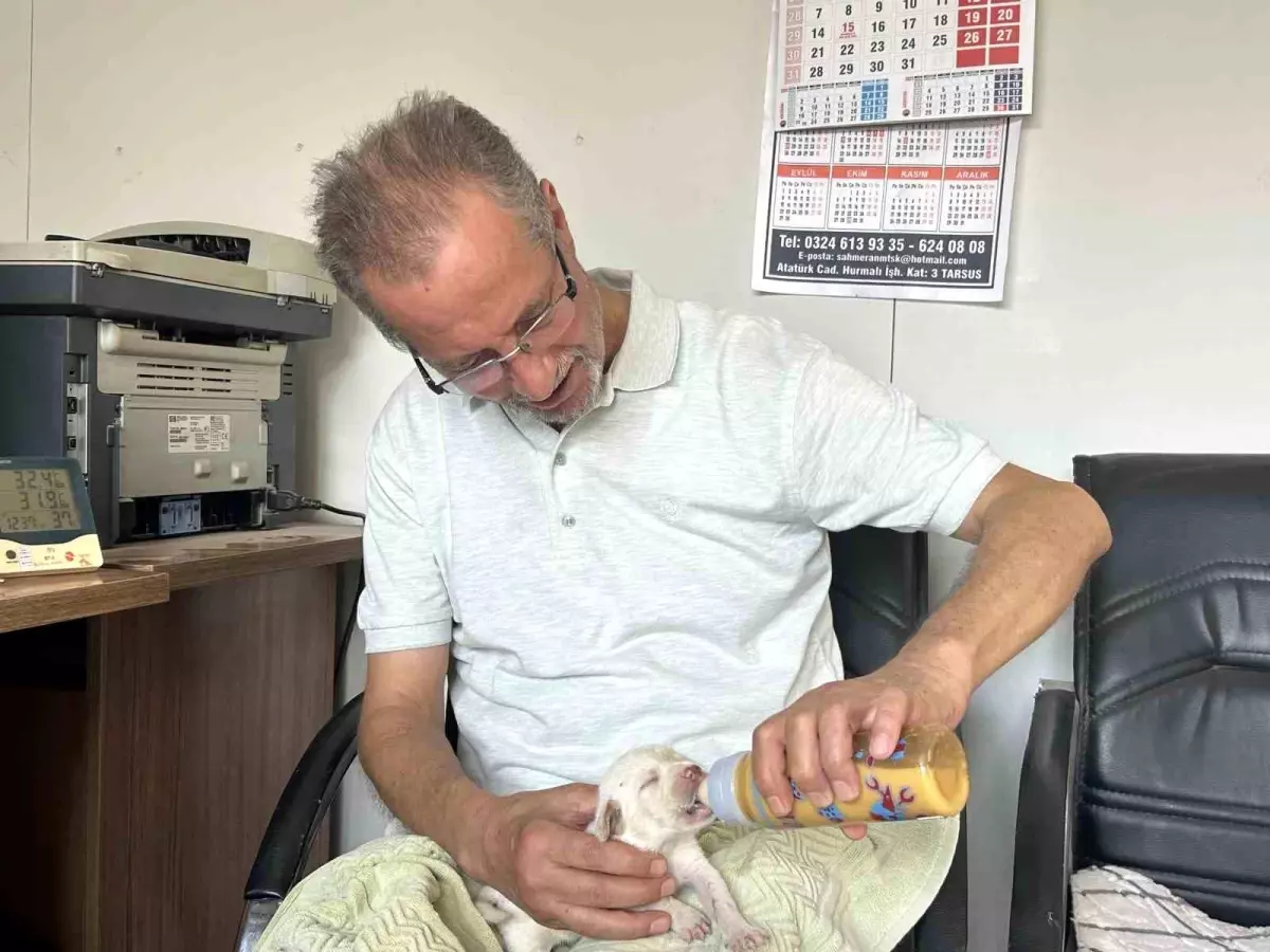 Tarsus\'ta Çatalburun Köpeği 13 Yavru Doğurdu
