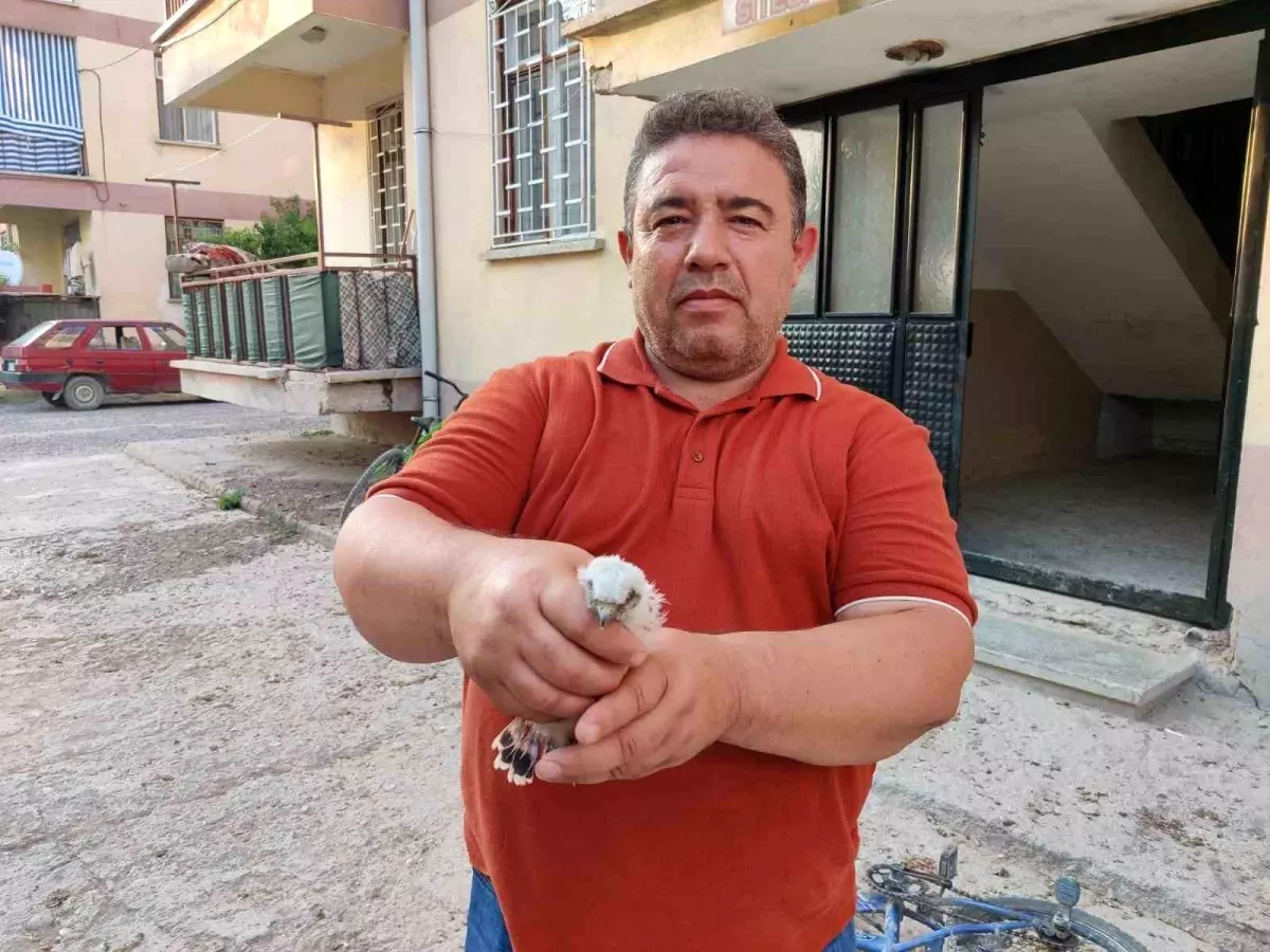 Yavru Doğan Kuşu Kurtarıldı