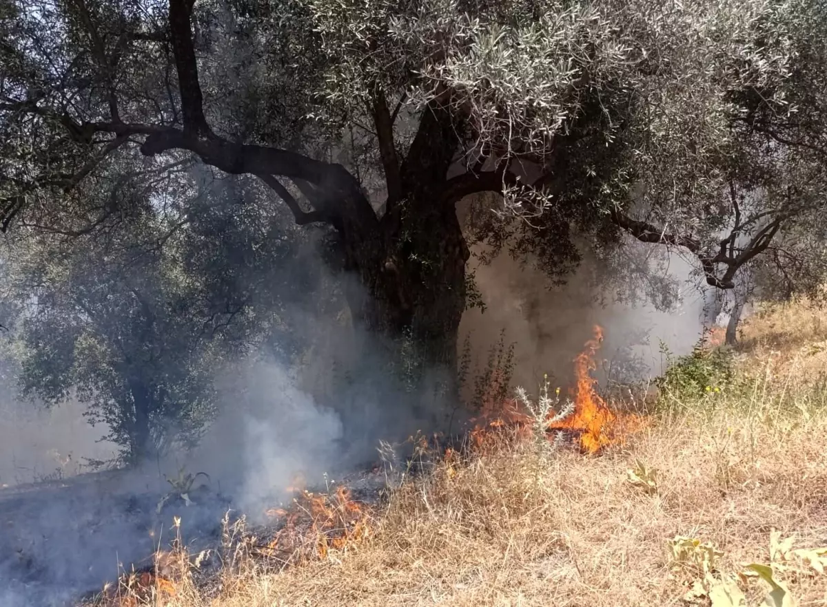Aydın\'da Ziraat Alanında Yangın, Hızla Kontrol Altına Alındı