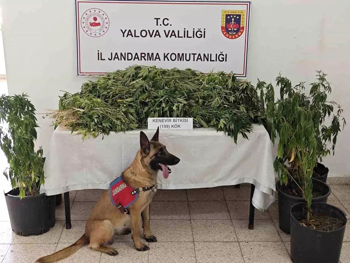 Yalova\'da Uyuşturucu Operasyonu: 1 Tutuklama