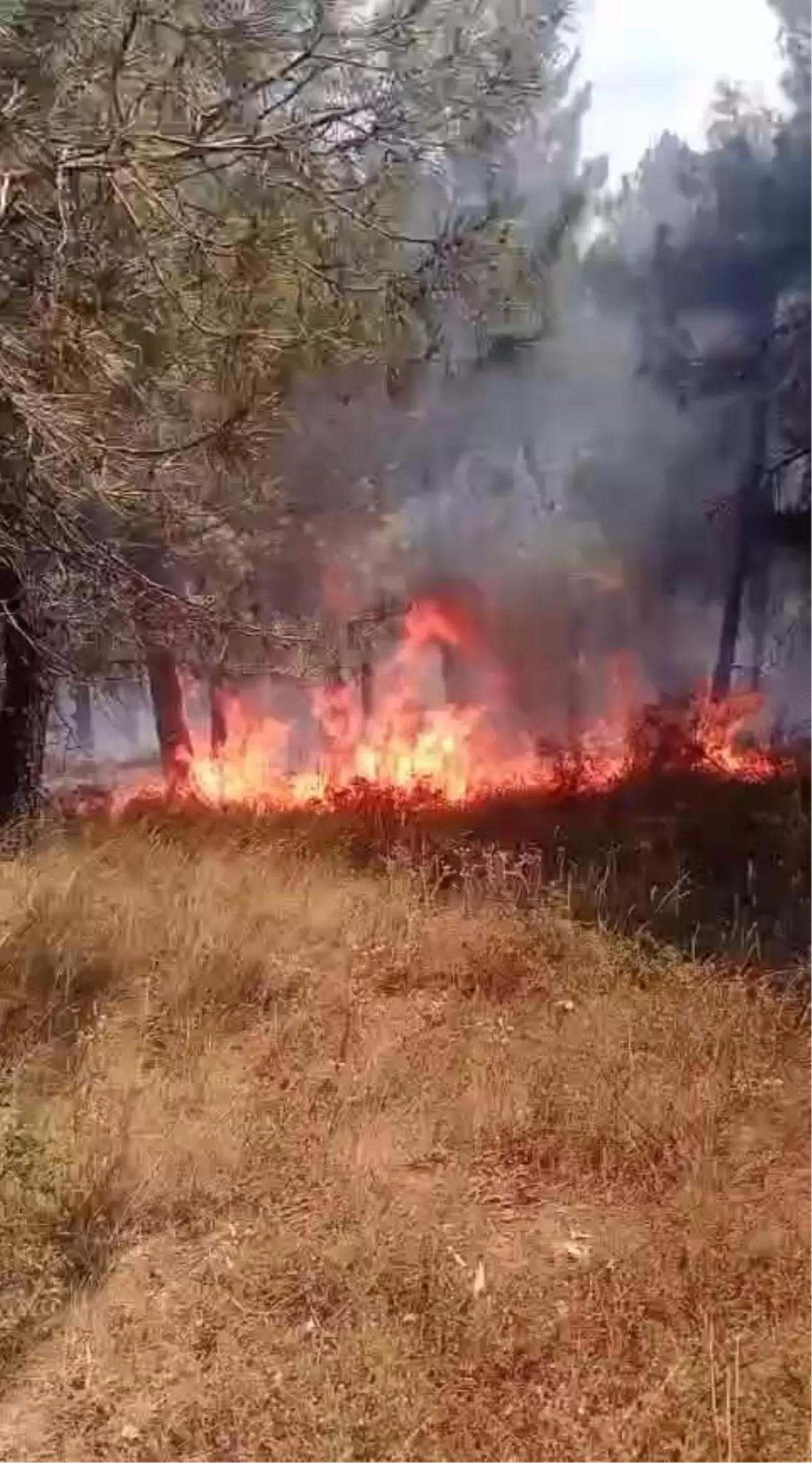 Pendik\'te Aydos Ormanı\'nda Yangın