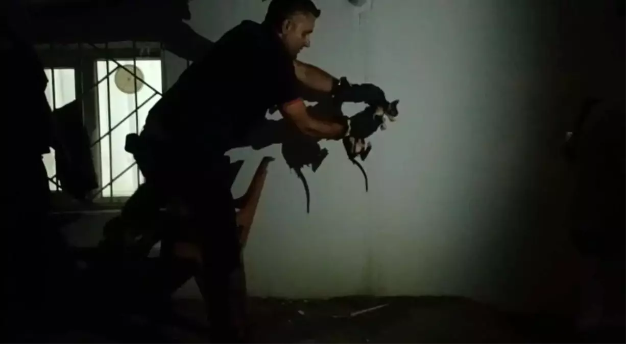 Kedi, İtfaiye Ekipleri Tarafından Kurtarıldı