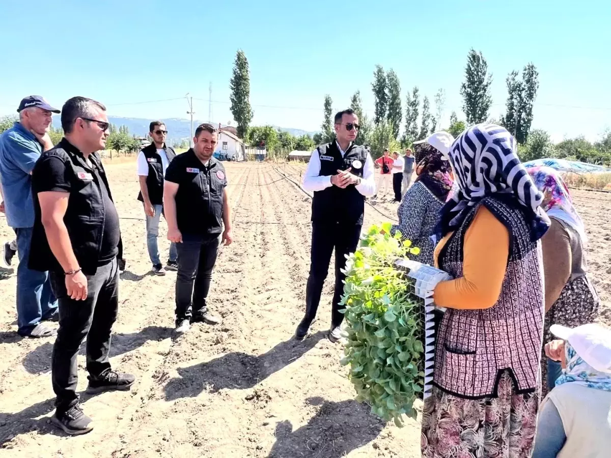 Afyon\'da Brokoli Projesi Başladı
