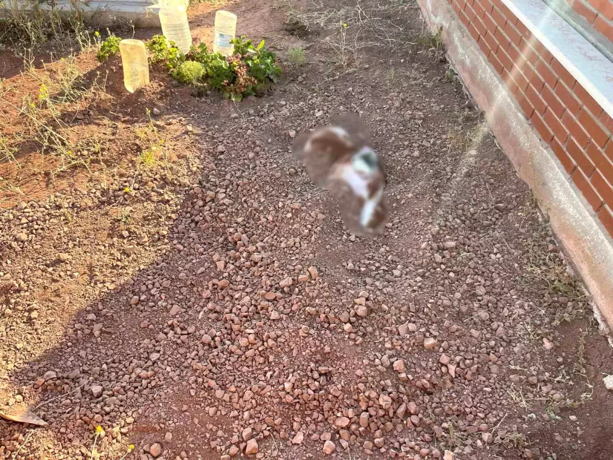 Eskişehir Mezarlığında Gömülen Köpek Cesedi Bulundu