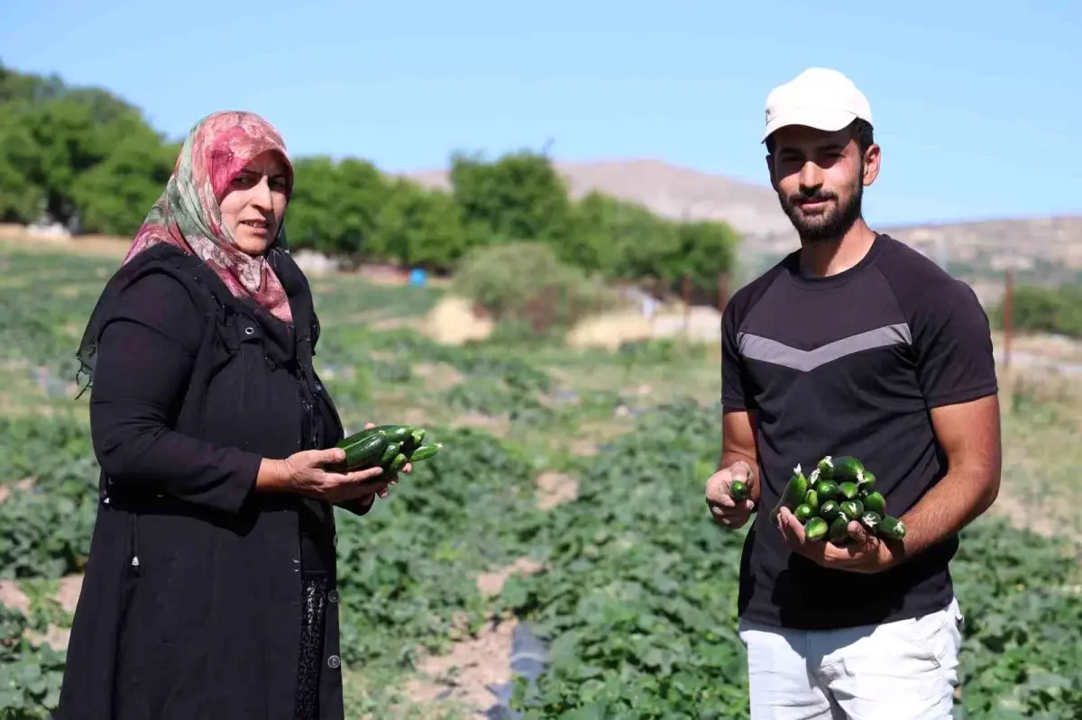 Elazığ\'da Organik Salatalık Üretimi