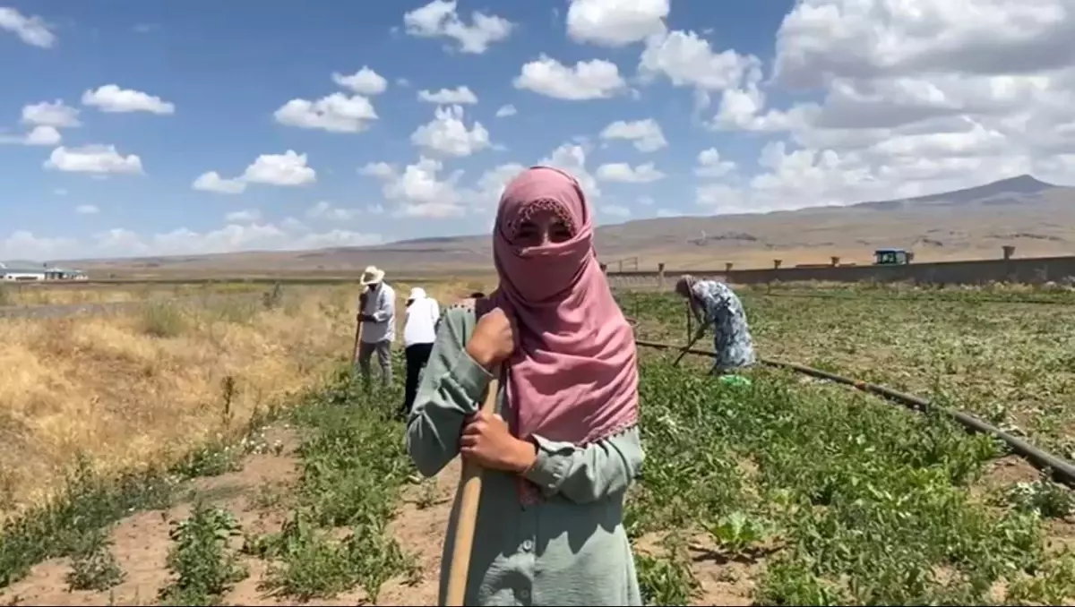 Kadın Çiftçiler Sıcak Havada Şeker Pancarı Hasatında