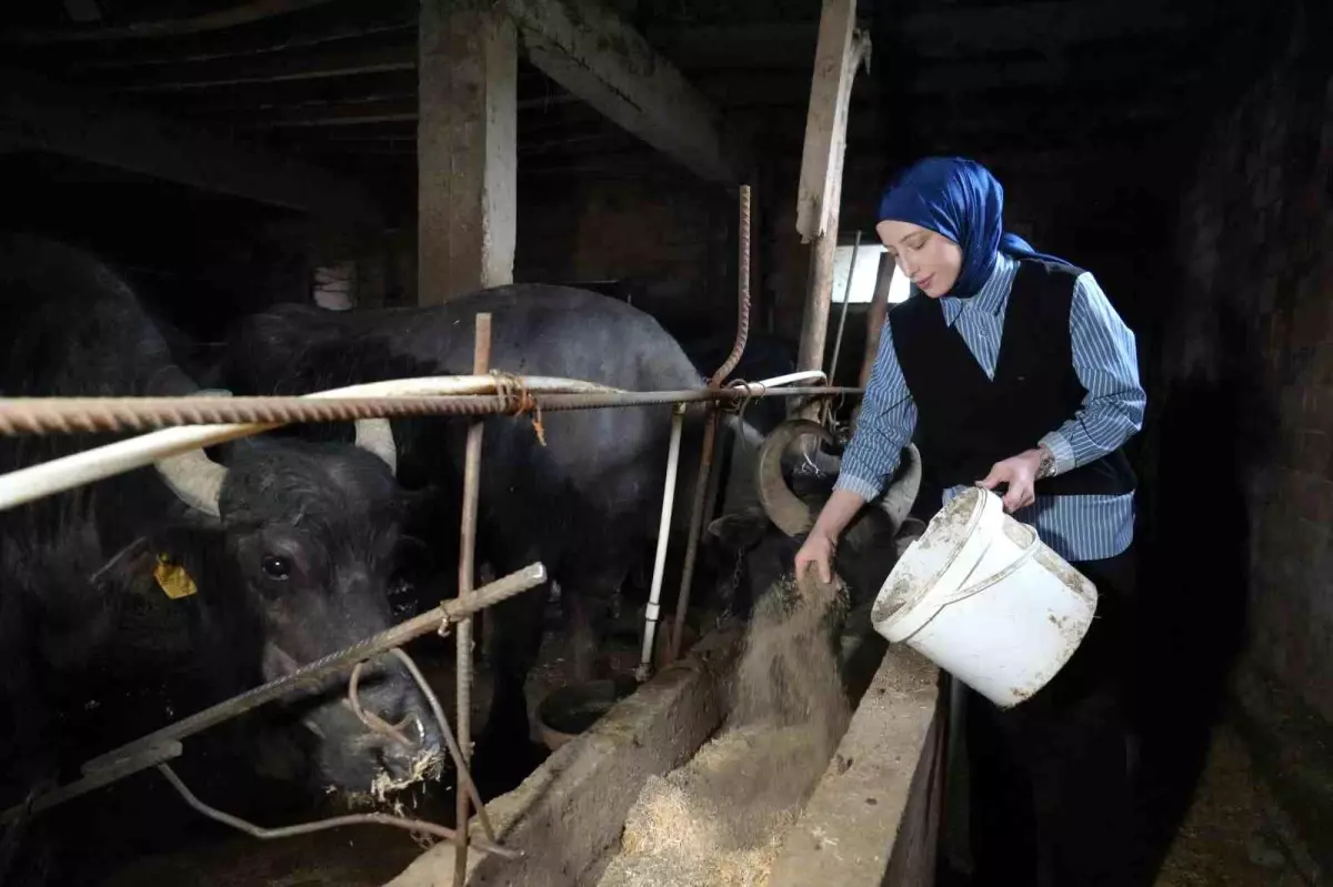 Mayıs\'ta Süt Toplama ve Üretimde Değişiklikler