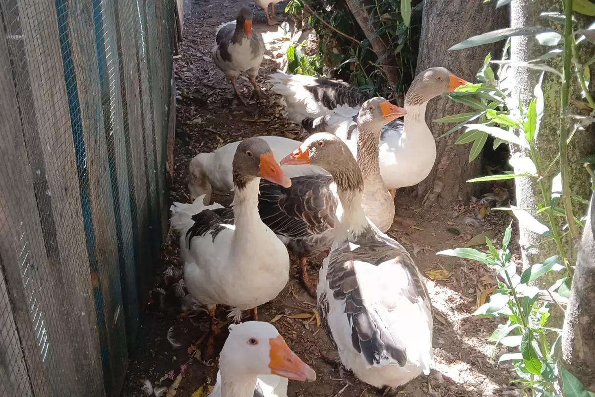 Denize giren kazlar CİMER\'e şikayet edildi, kümese kapatılınca 8\'i öldü