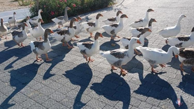 Denize giren kazlar CİMER'e şikayet edildi, kümese kapatılınca 8'i öldü