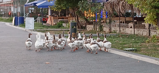 Denize giren kazlar CİMER'e şikayet edildi, kümese kapatılınca 8'i öldü