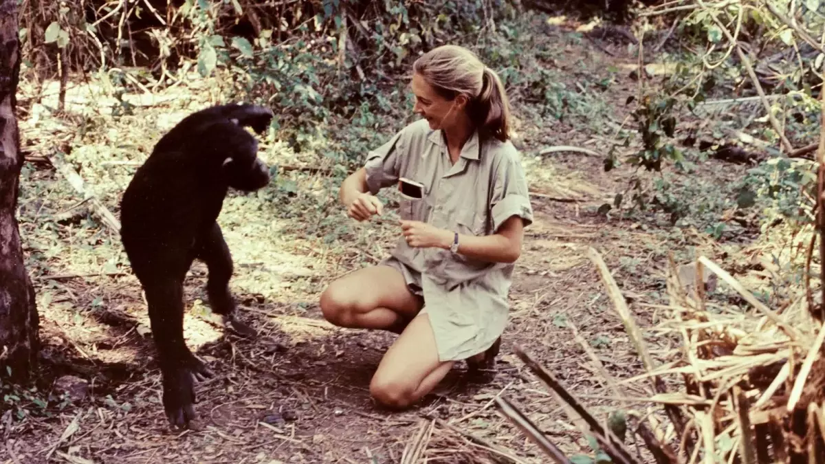 Jane Goodall\'ın Vahşi Şempanzelerle İlk Buluşması
