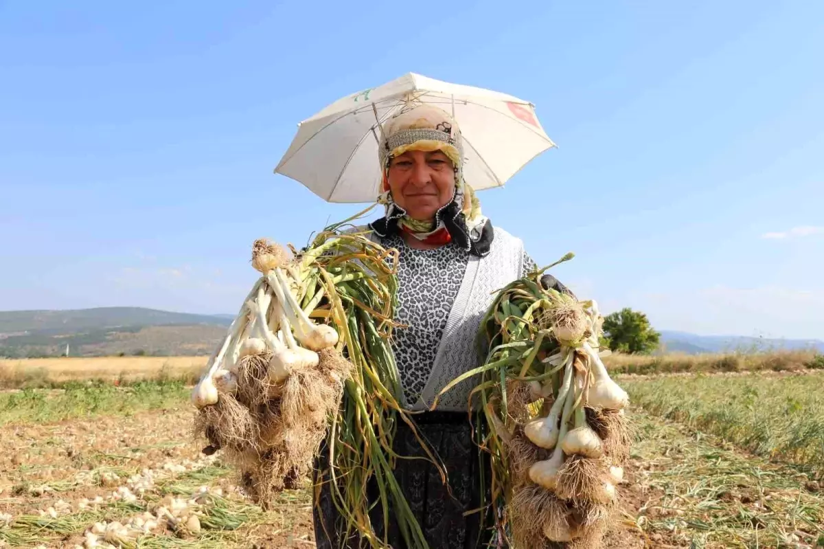 Taşköprü Sarımsağının Hasadı Devam Ediyor
