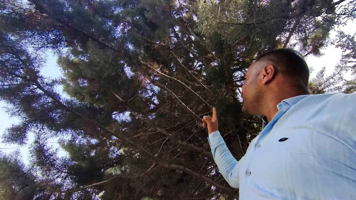 Antalya\'da Yılan Şoku