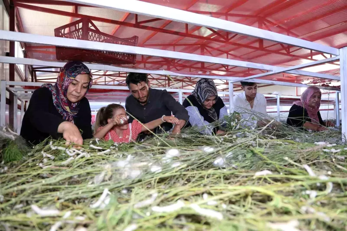 Elazığ\'dan İpek Böceği Başarısı